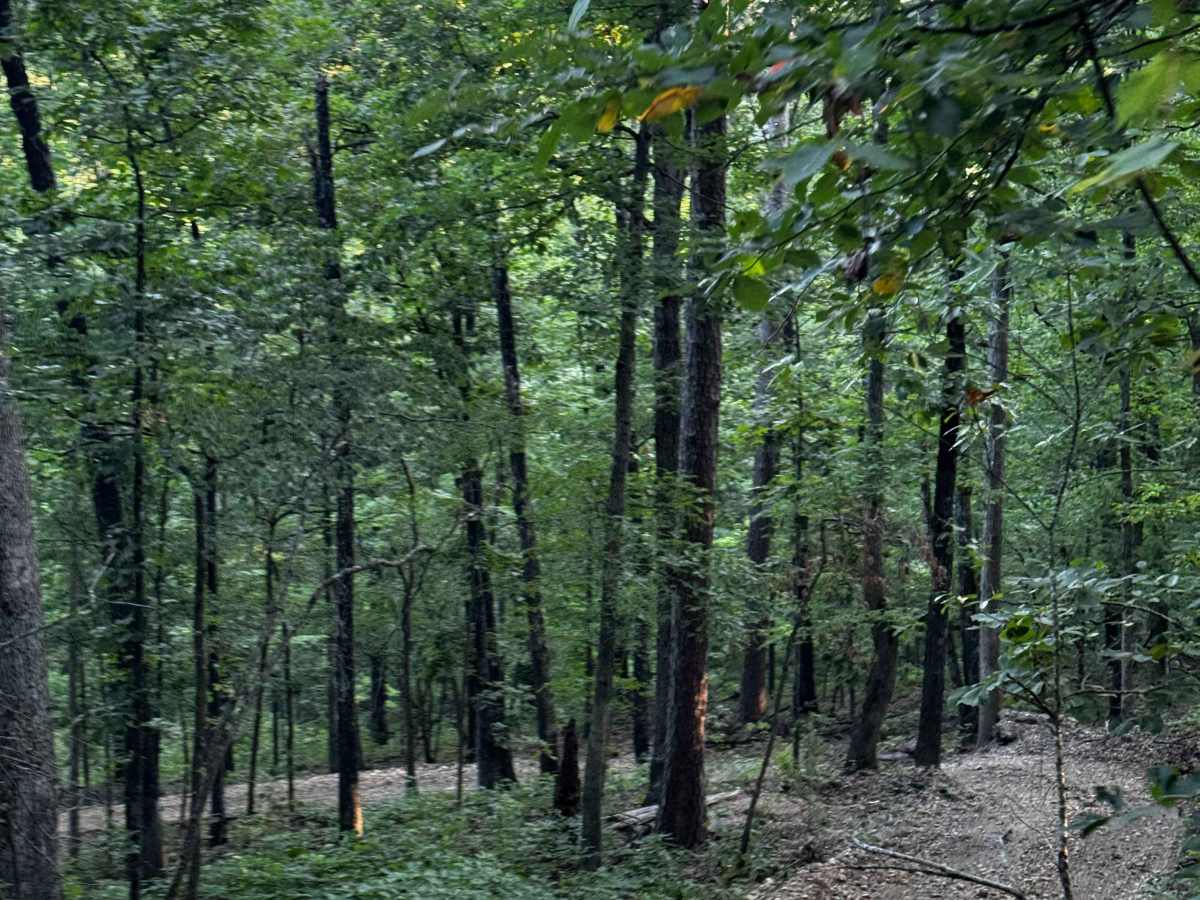 Loop 4 trail photo