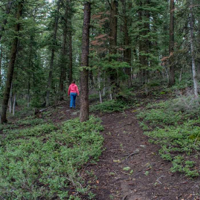 Near Limber Pine Trail