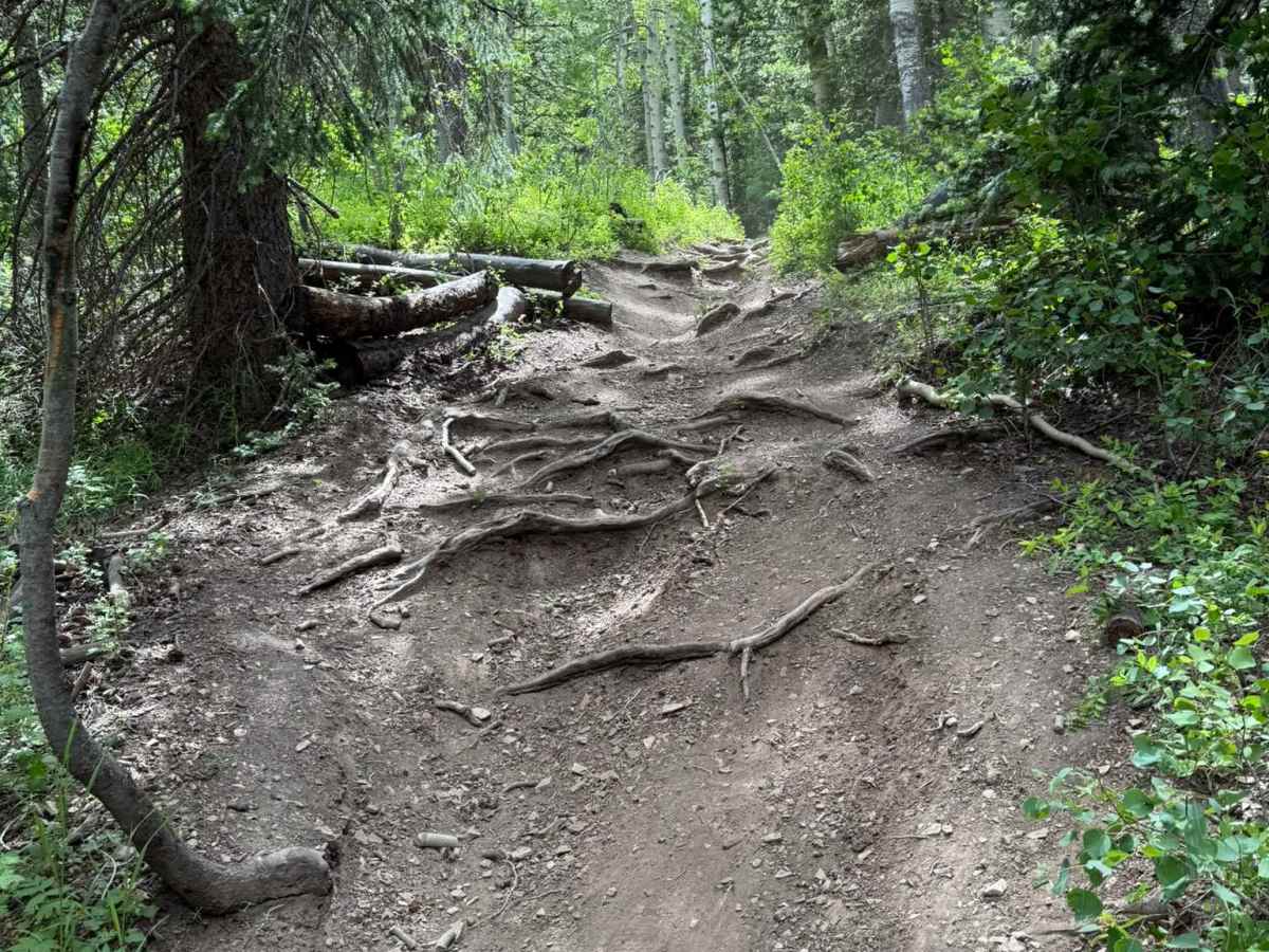 Robertson Pasture Trail No. 020 photo 3