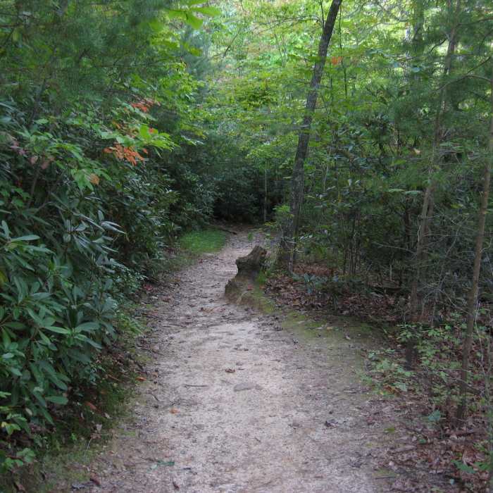 Near Cook's Wall Trail