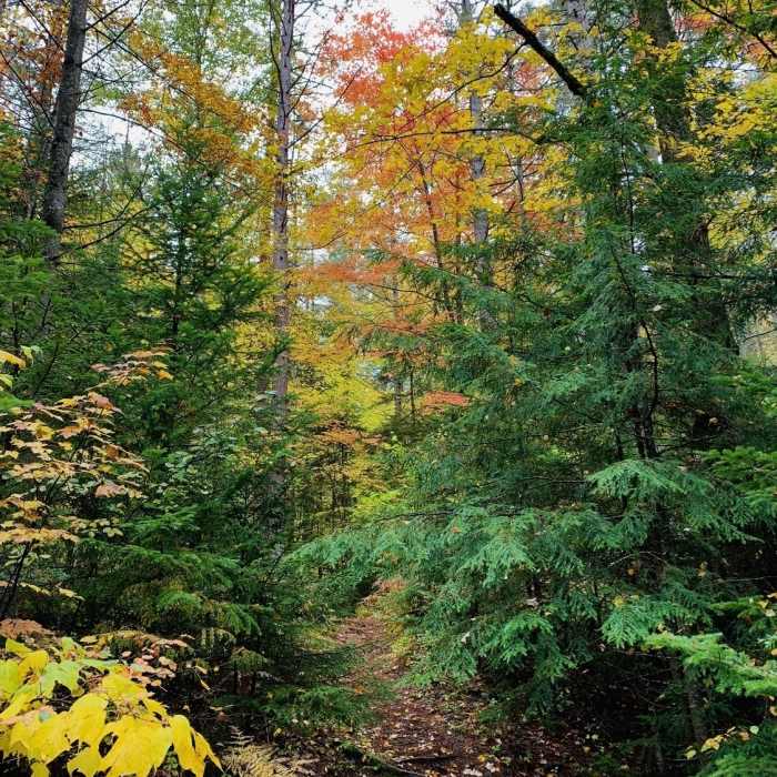 Fall foliage along the trail Near Floodwood Loop Trail