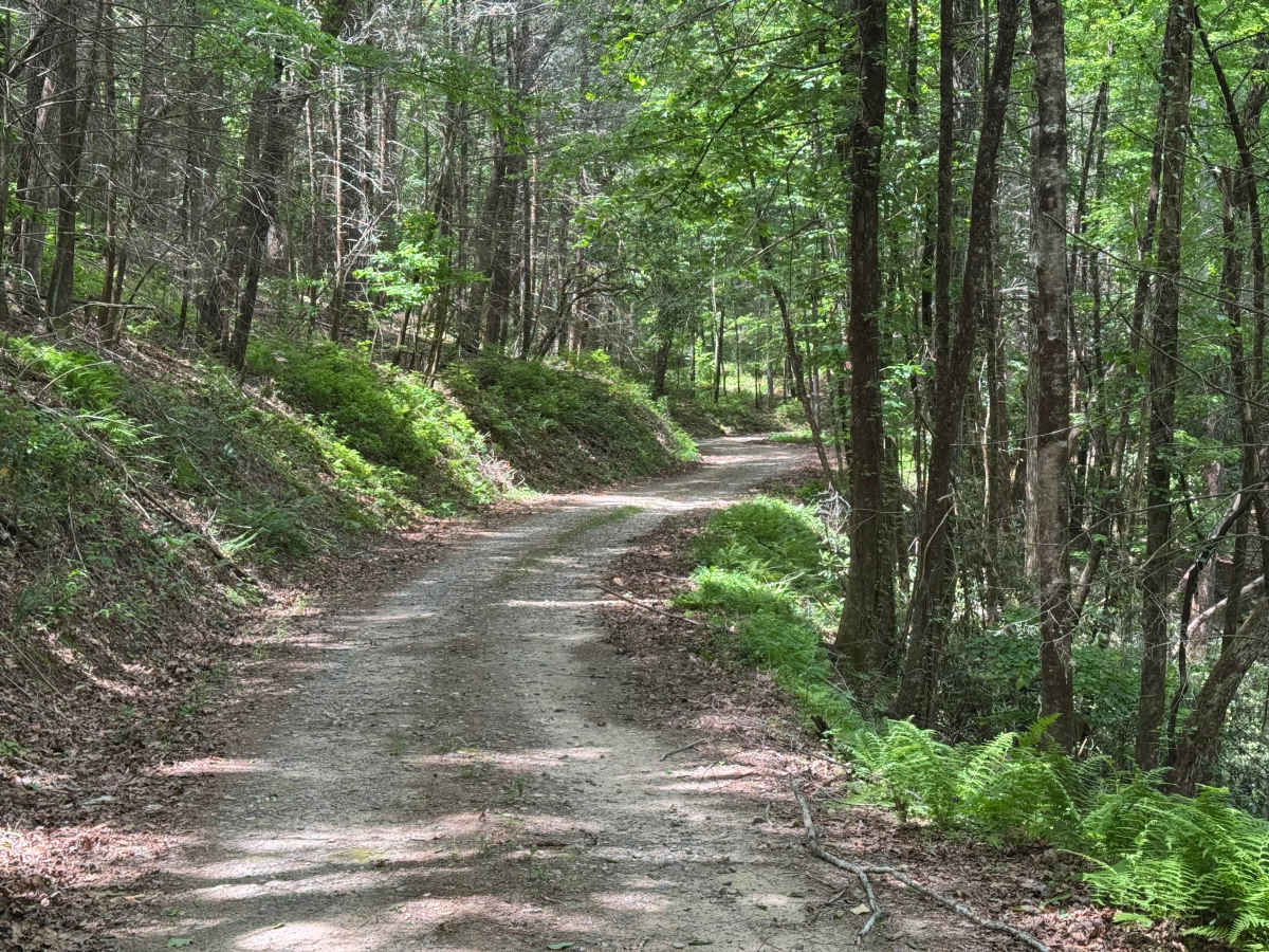 John Dick Creek - FS 248 photo 6