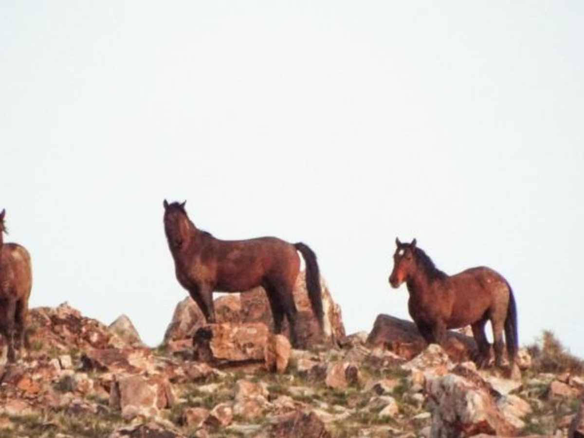 Pony Express Trail Simpson Springs photo 2