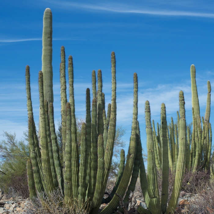 Near Desert View Trail