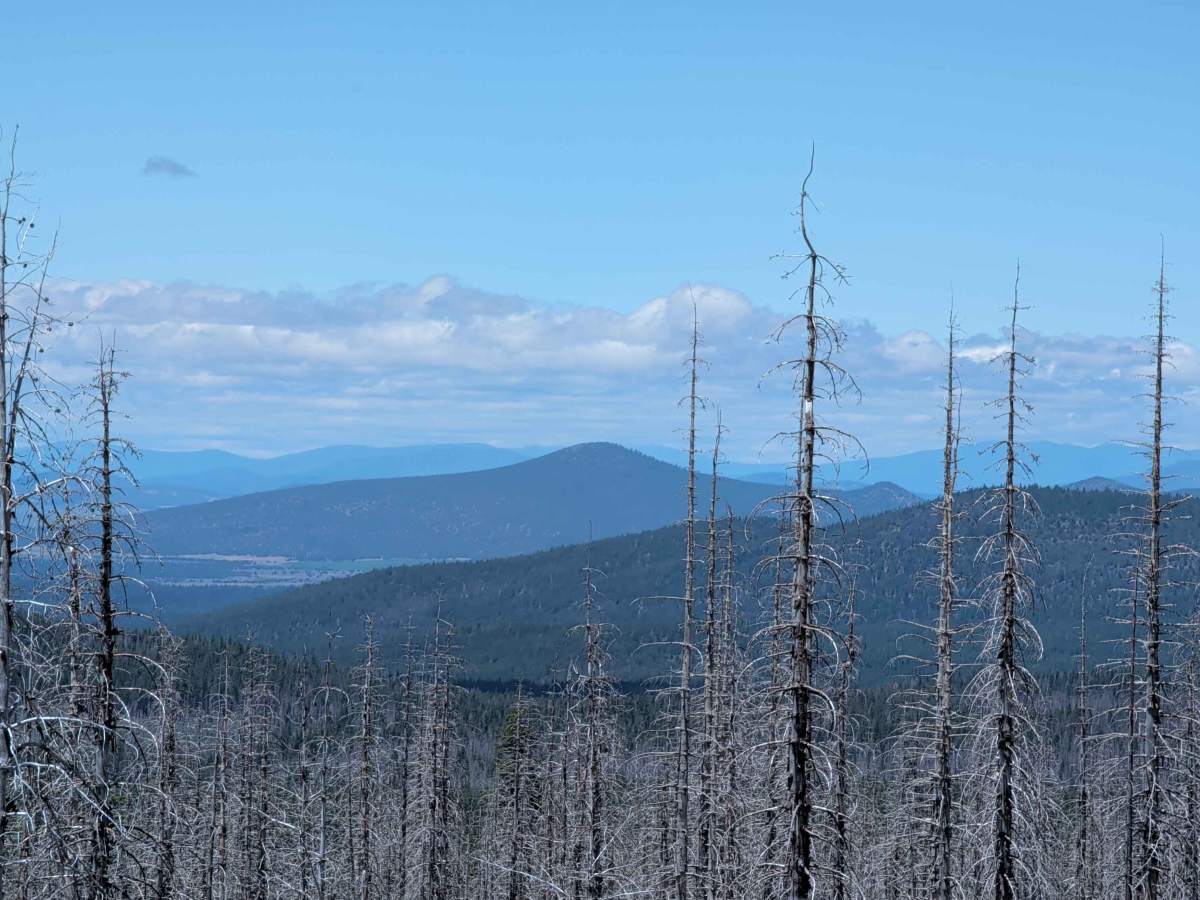 Pumice Mountain East - FS 43N15 photo 5