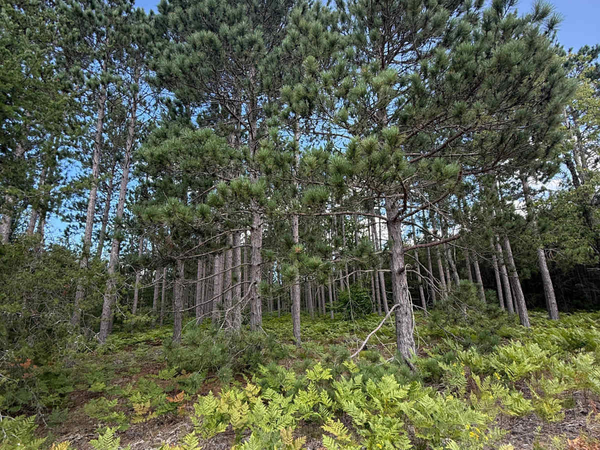 Plagany Trail photo 5