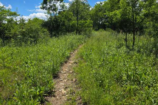 Single Track MM