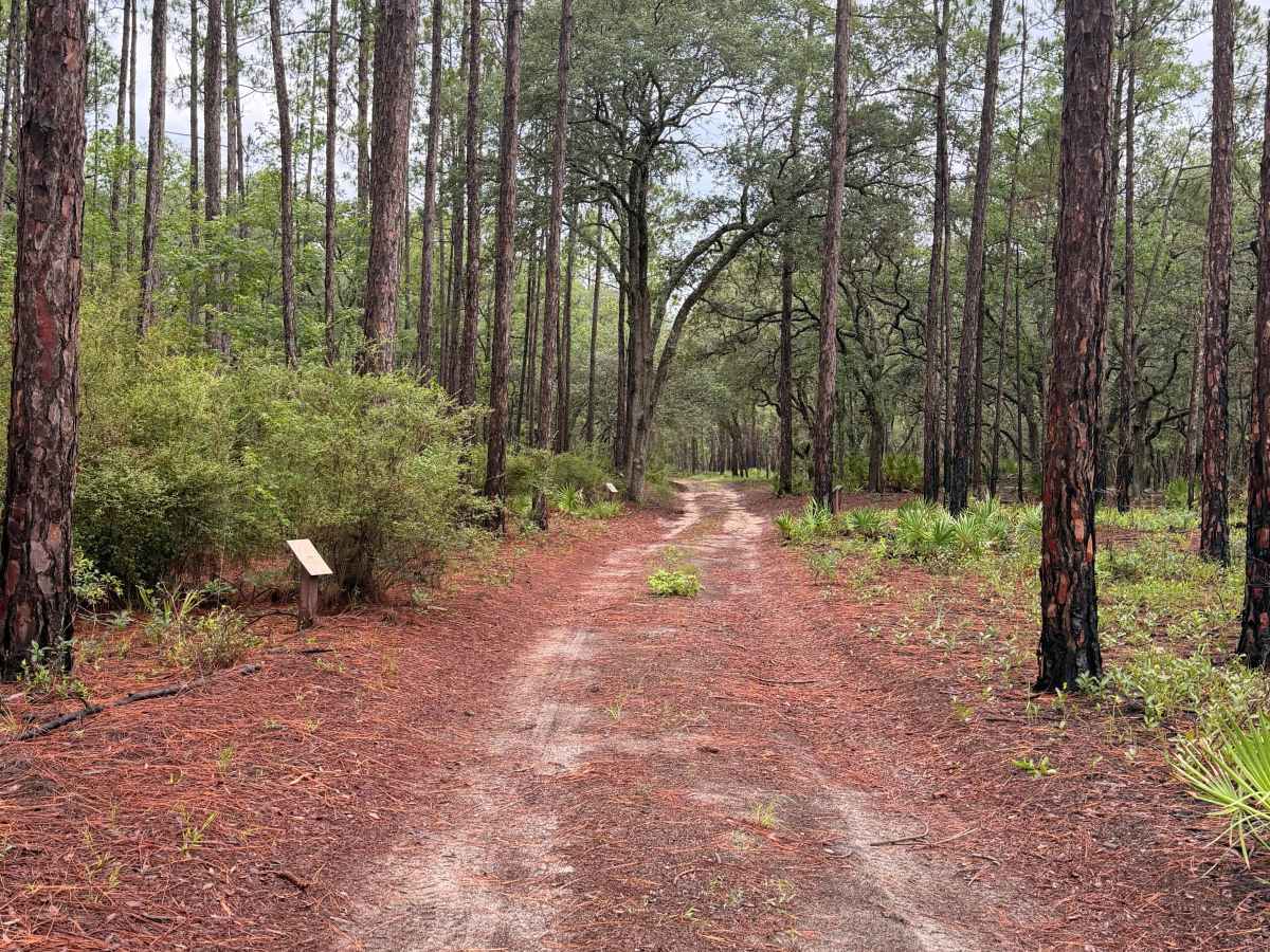 Griffin Ridge WMA photo 6