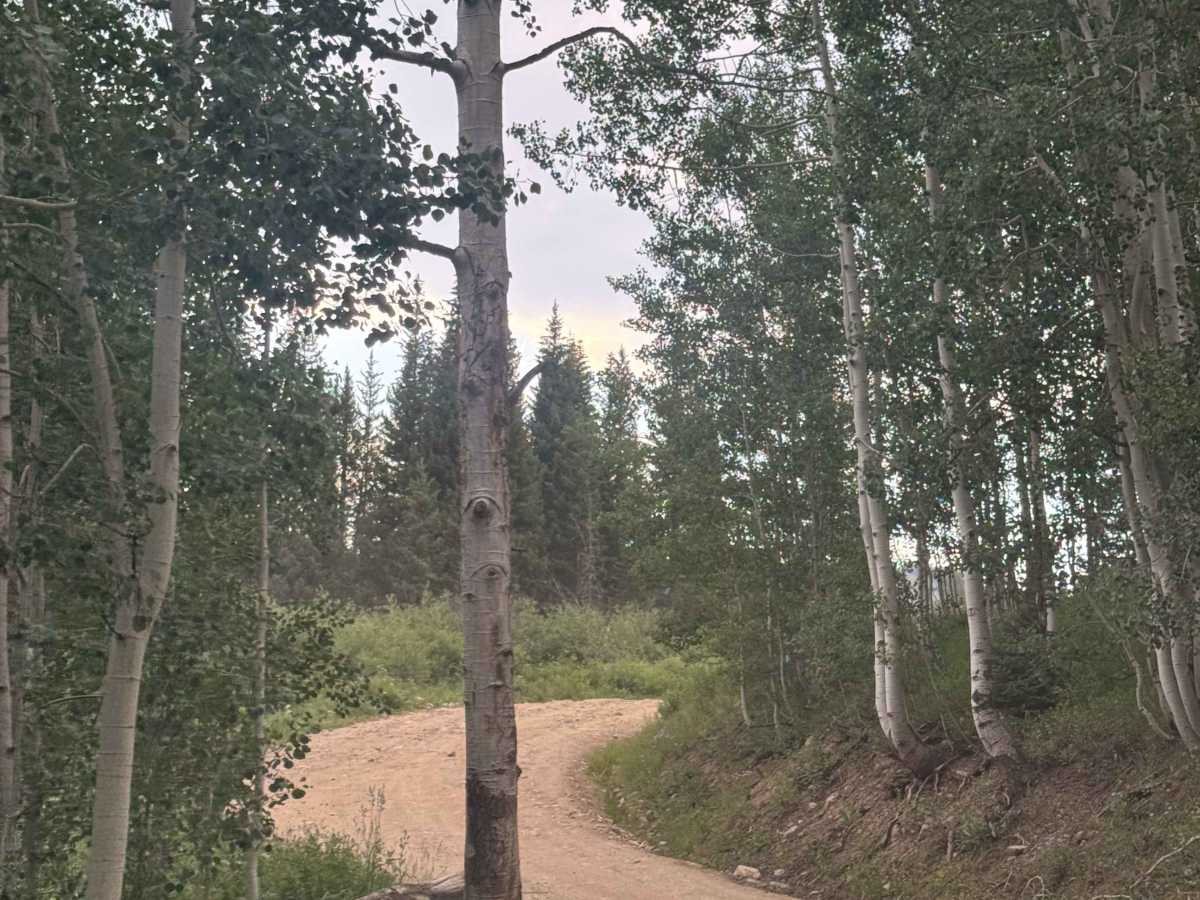 Washington Gulch Road photo 3
