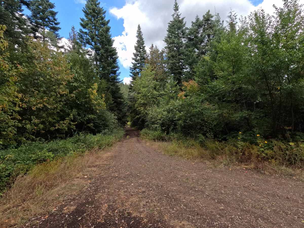 Ojibway Ridge - FS 1109 trail photo