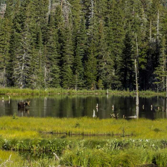 Near Aster Park Overlook Hike