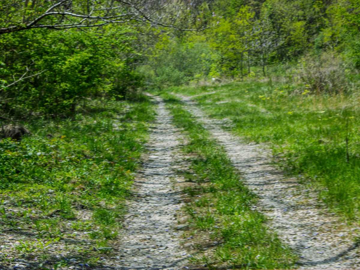 GS1 Trail photo 5
