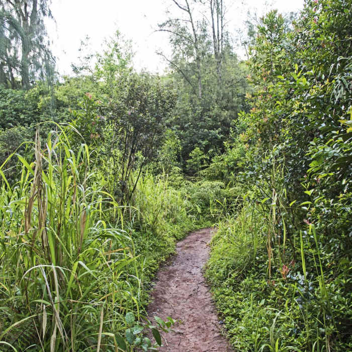Near Pu'u Ma'eli'eli Trail Near Pu'u Ma'eli'eli Trail