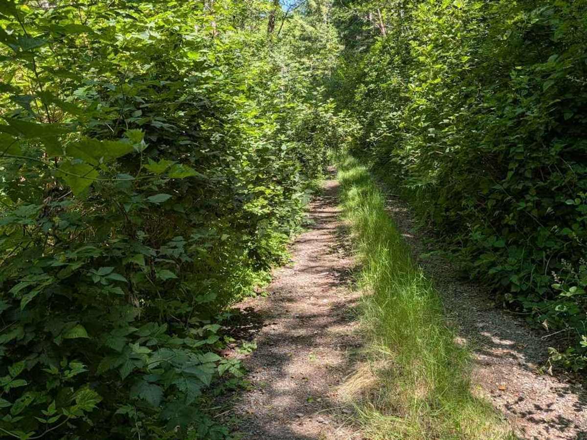 Grass Creek Rd - FS 3430 photo 5