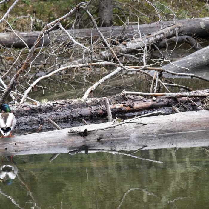 Near History Rock Near History Rock