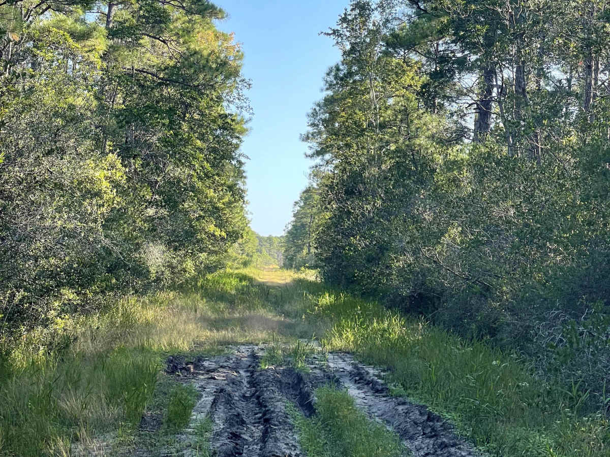 Jasmine Road photo 4