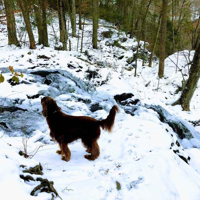 Zoar Trail - frozen waterfall on winter outing. Near Zoar Trail