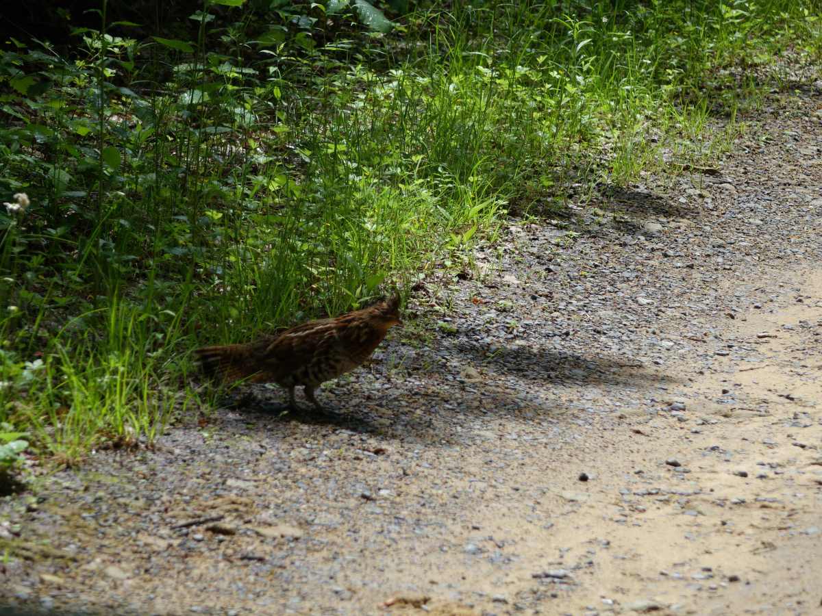 Brown Gap Road photo 2