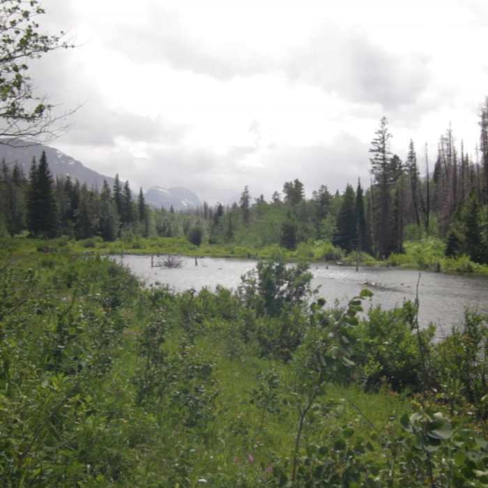 Near Beaver Pond Trail