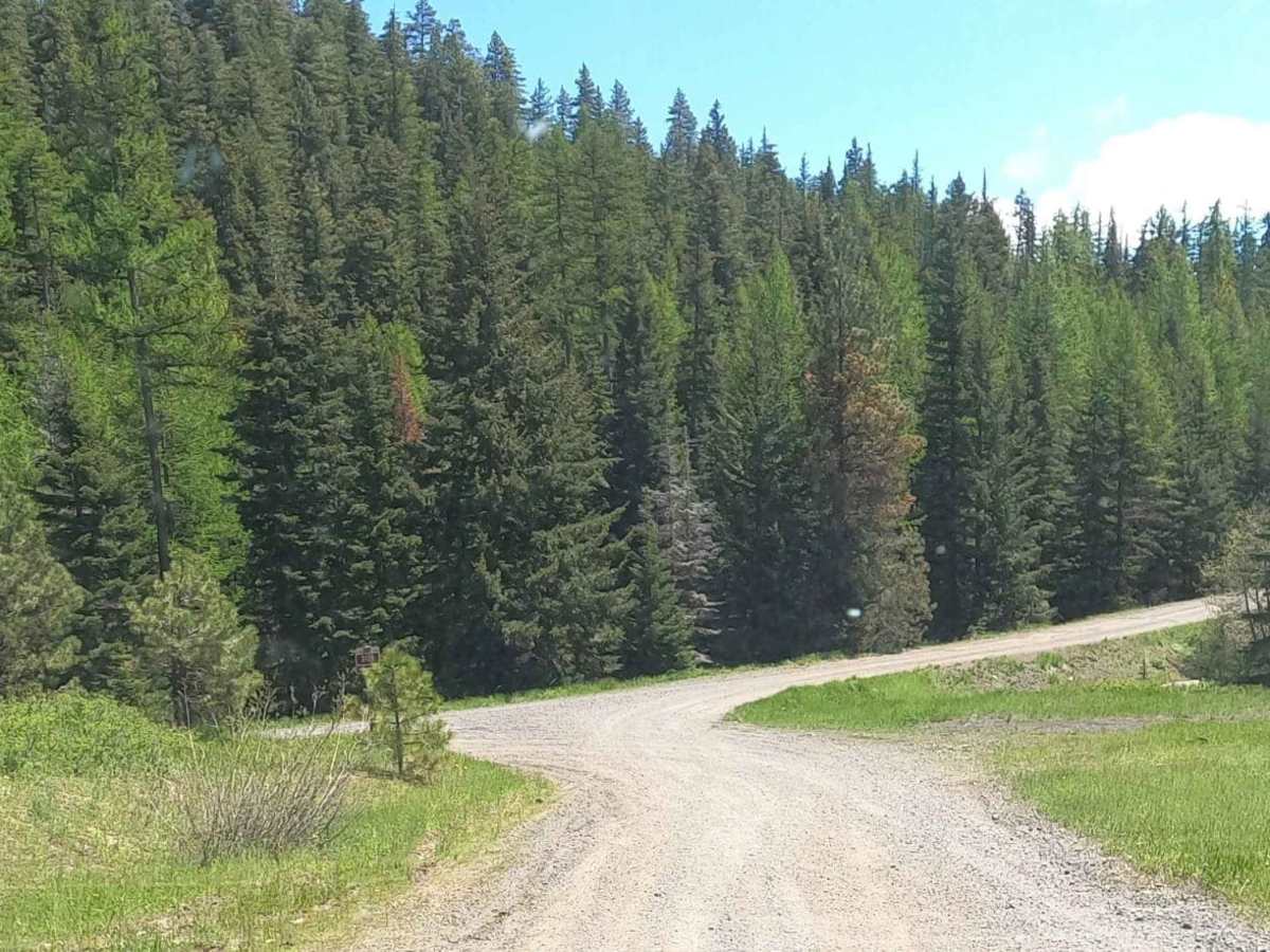 Cow Camp - NF3111 trail photo