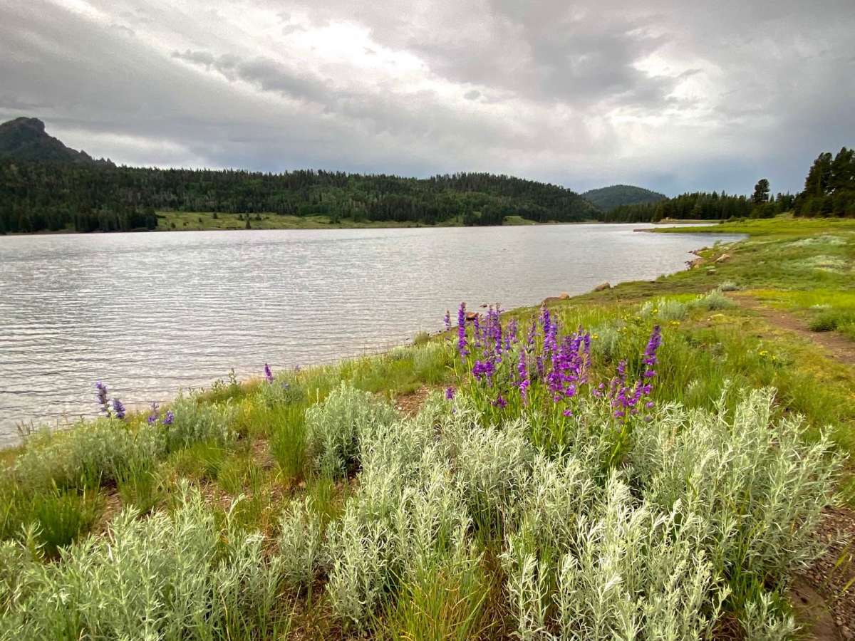 Williams Creek & Reservoir Rd #640 trail photo