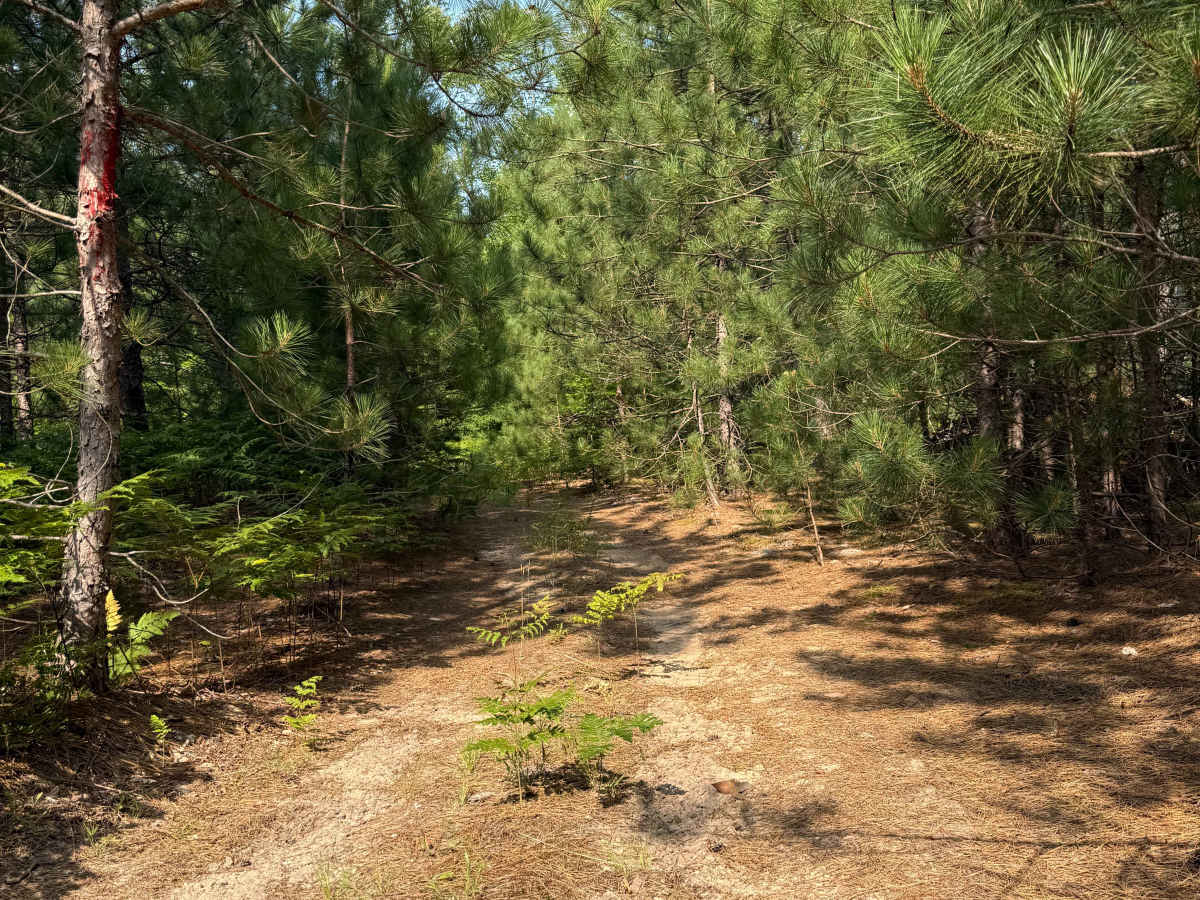 Red Pine Alley Trail photo 6