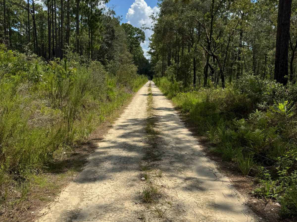 Trail 10 - Citrus WMA photo 3