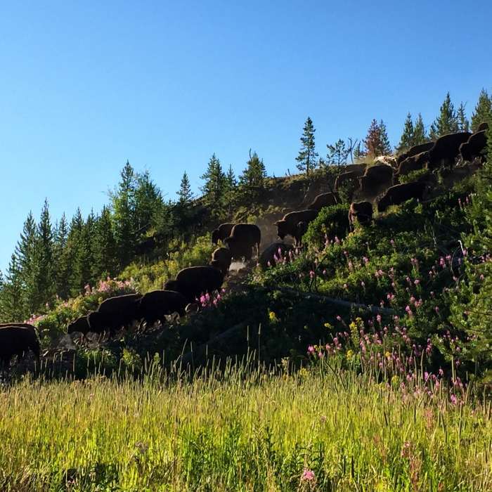 Near Lamar River Out-and-Back