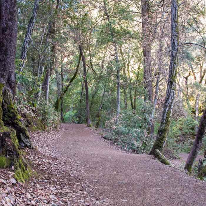Near Waterfall Loop Nature Trail Near Waterfall Loop Nature Trail
