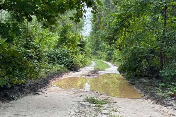 Ocala National Forest Road 65