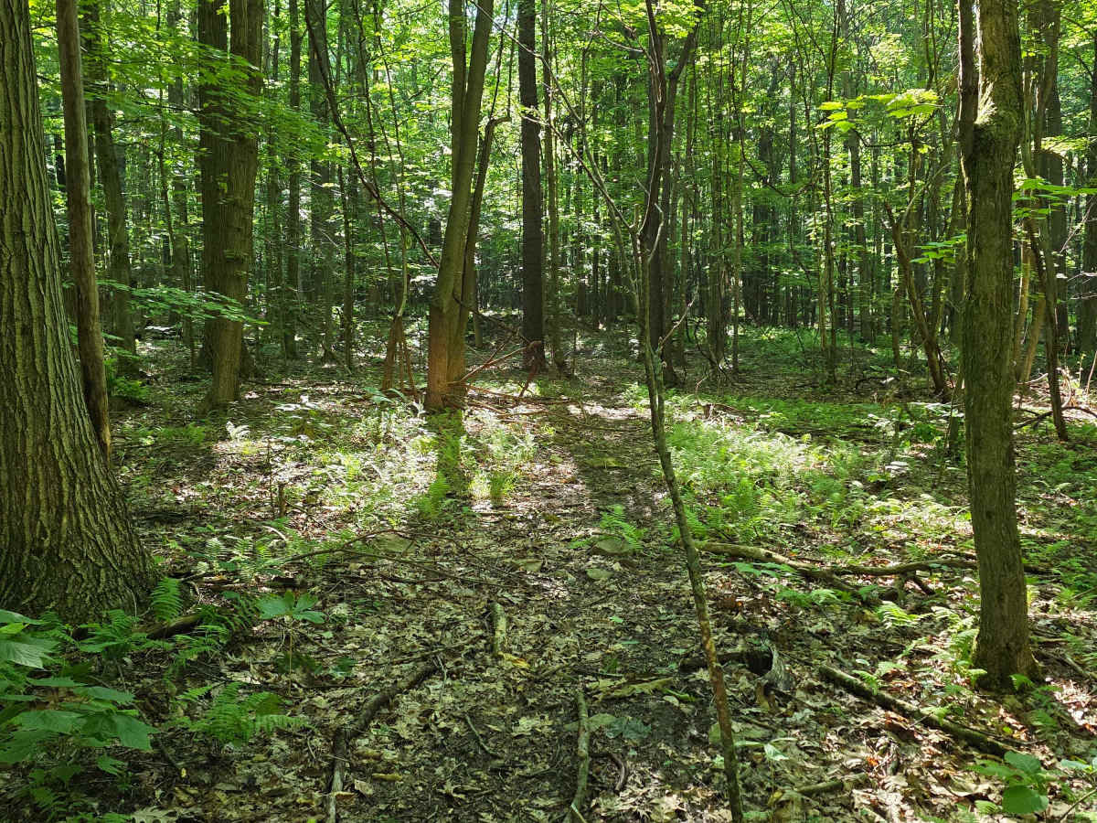 Single Track C6 photo 3
