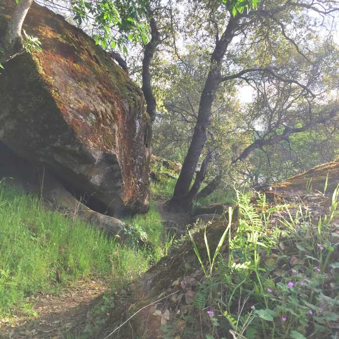 Near Yana Trail: Perry Riffle to Massacre Flat