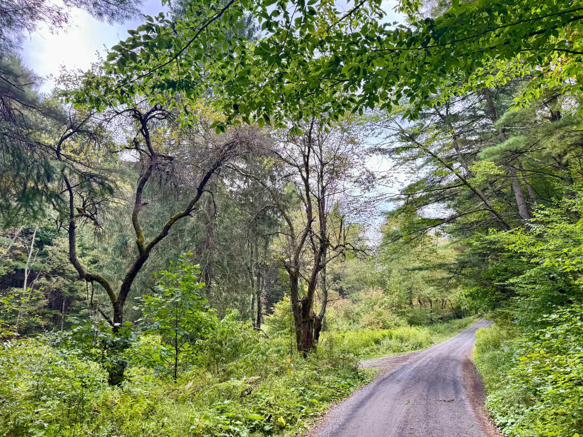 Sandy Run Road trail photo