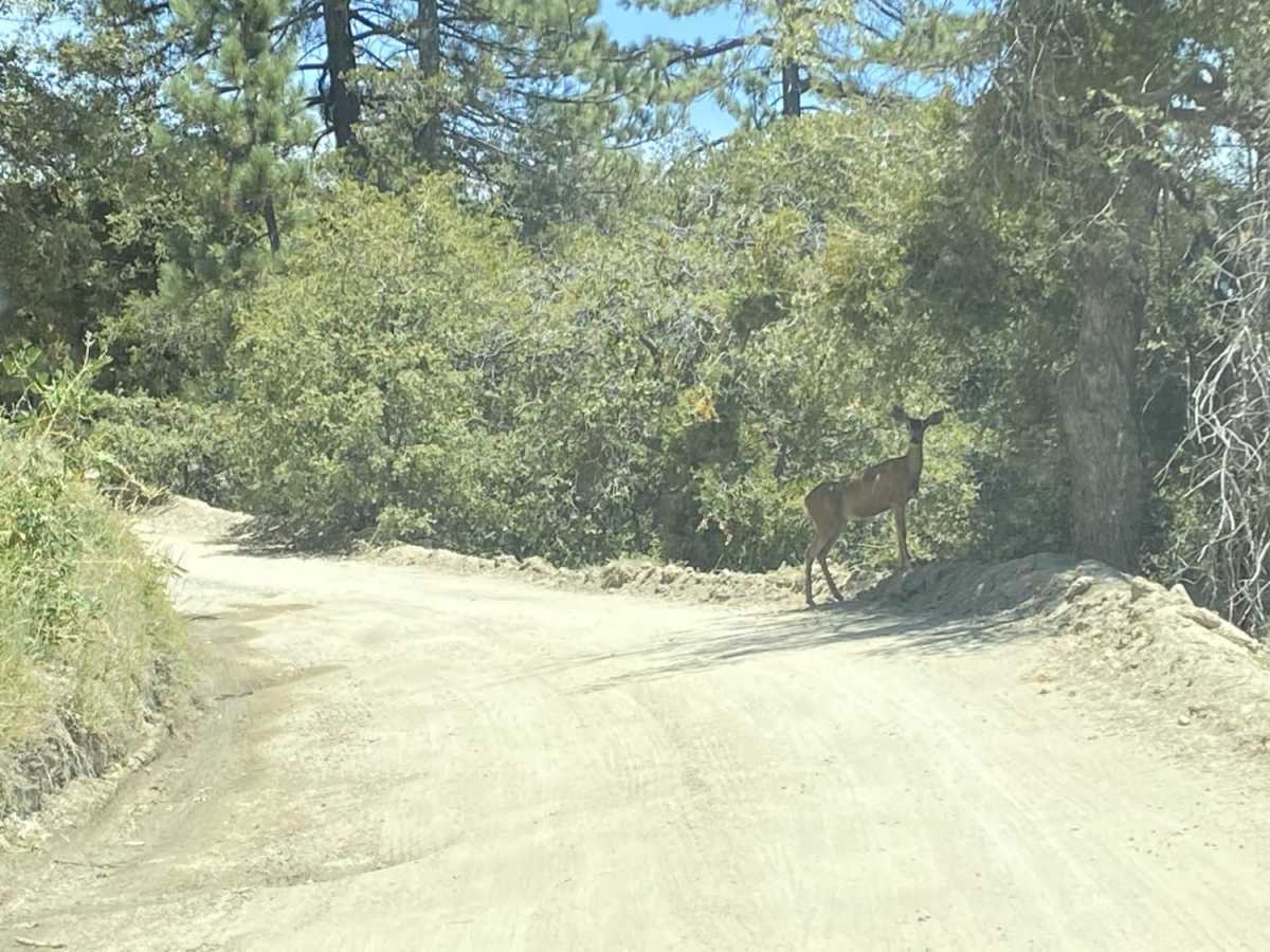 Black Mountain Road photo 3