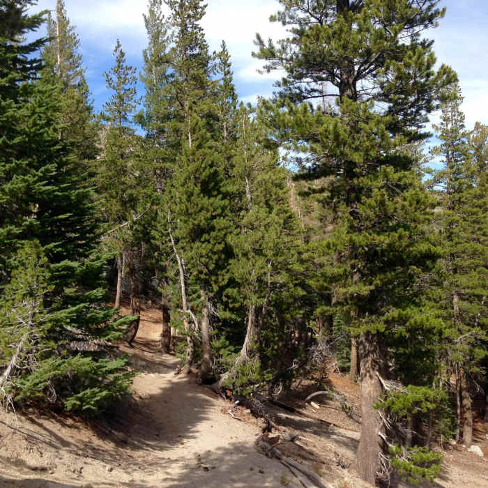 Near McLeod Lake Trail