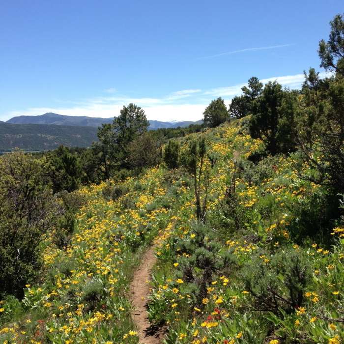 Near Buckhorn Trail