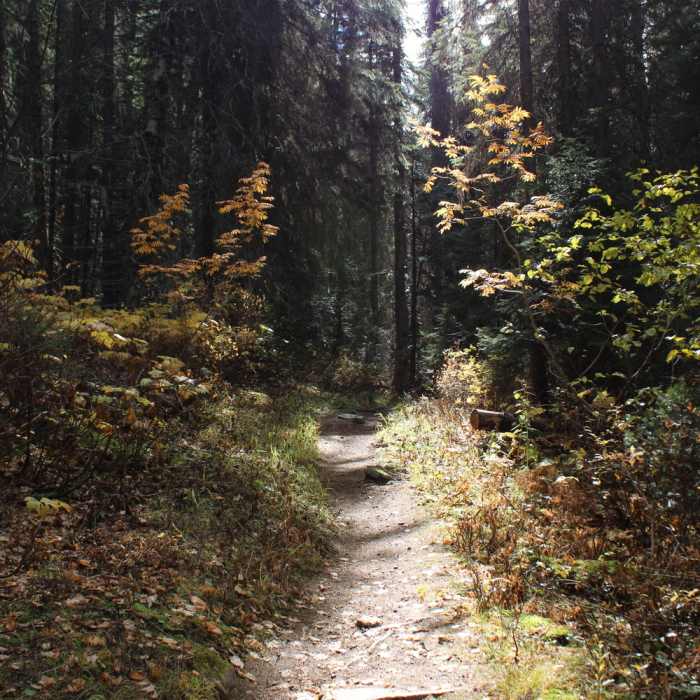 Near Heart Lake Trail #171