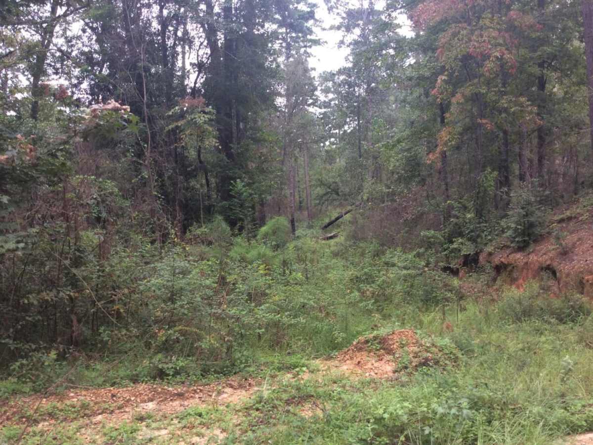 HCNF Woodlawn Trail photo 4