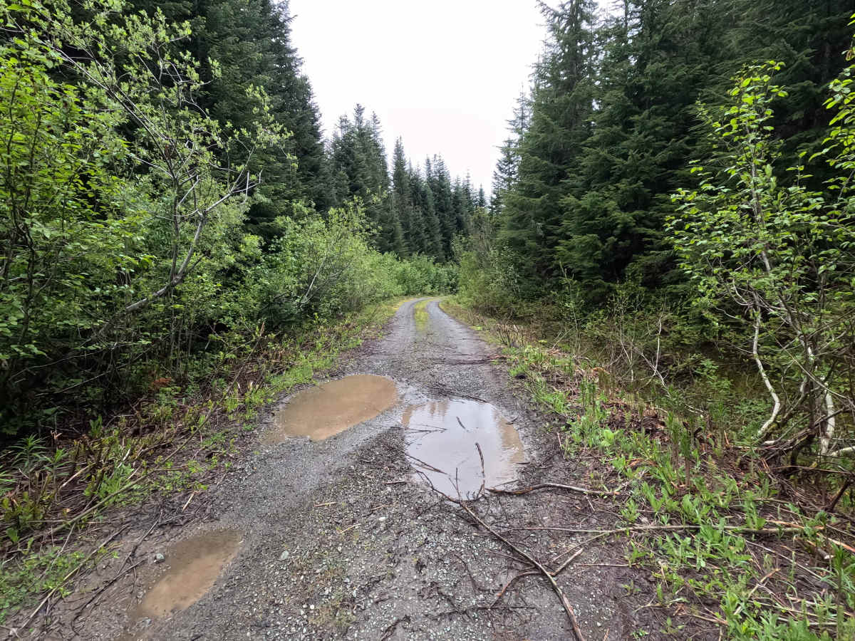 Bear Paw - FS 3170 photo 5