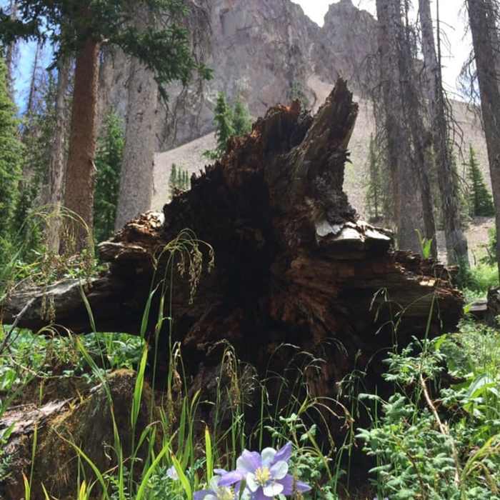 Near Crater Lake Trail #562