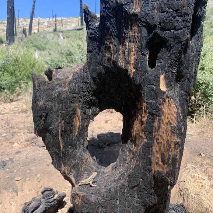 Near Golden Trout Wilderness Loop