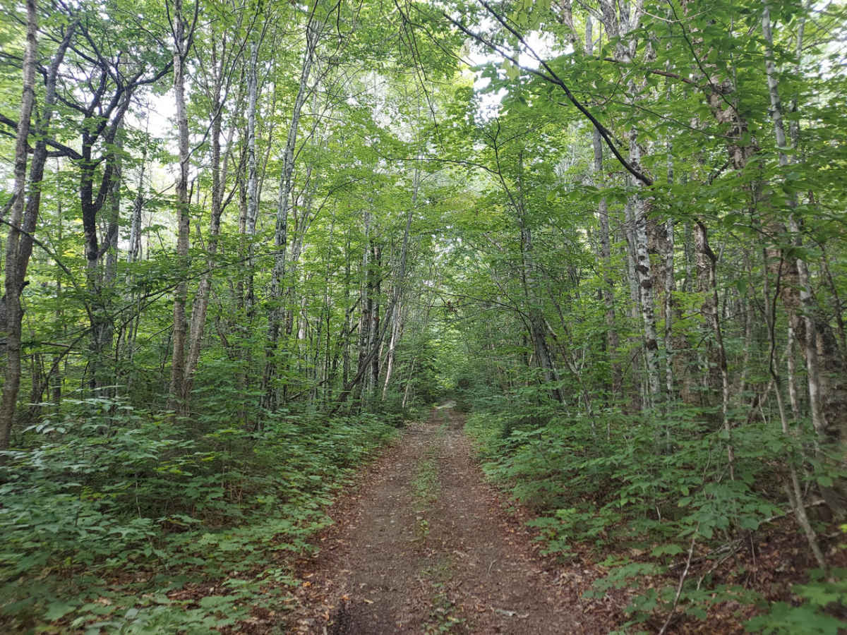 C Line Connector trail photo