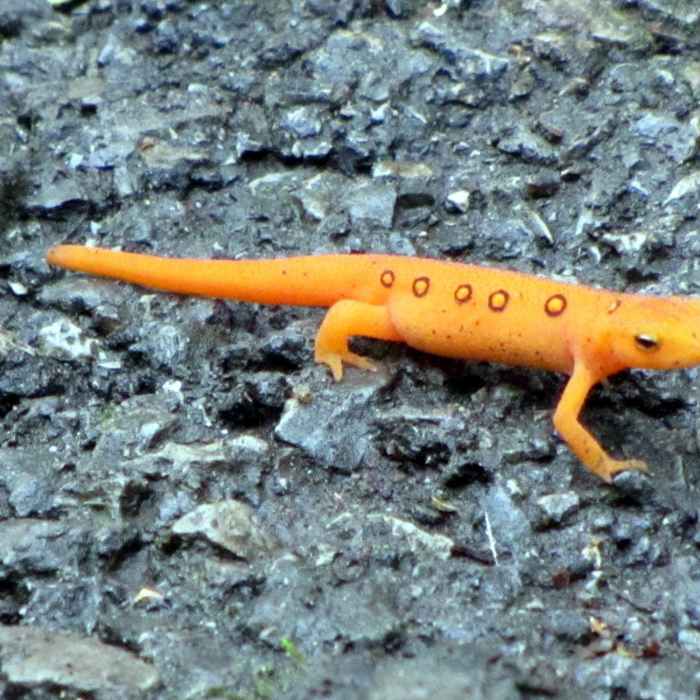 Near Sharp Top Out-and-Back