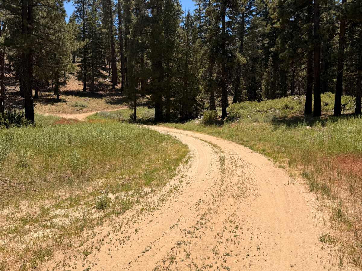 Mahogany - FS 21S32 trail photo