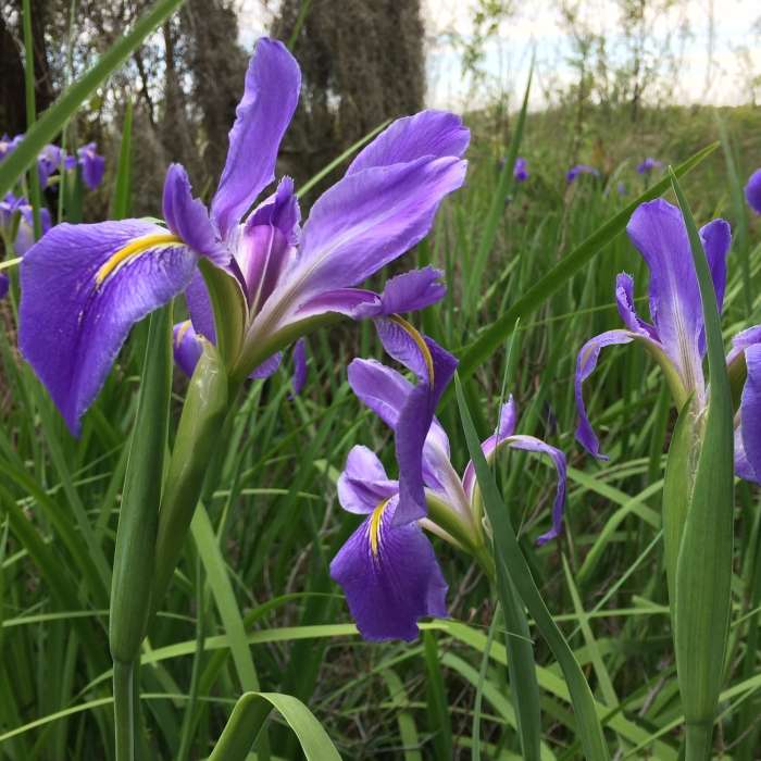 Near Fountainbleau Trail System