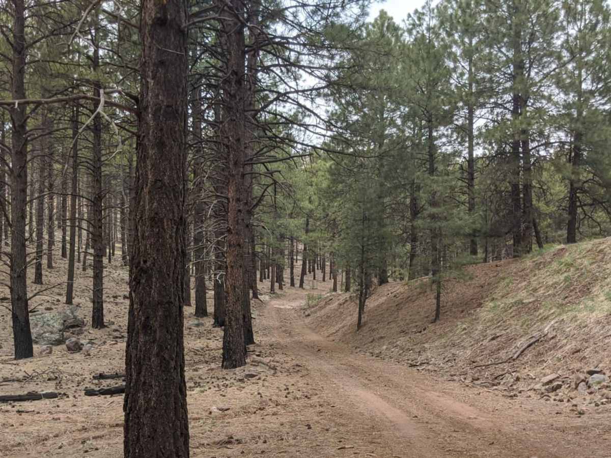 Old 190 Kendrick Trailhead photo 3