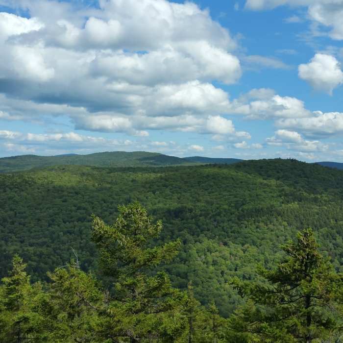 Facing east from the summit Near Green Mountain Trail #424