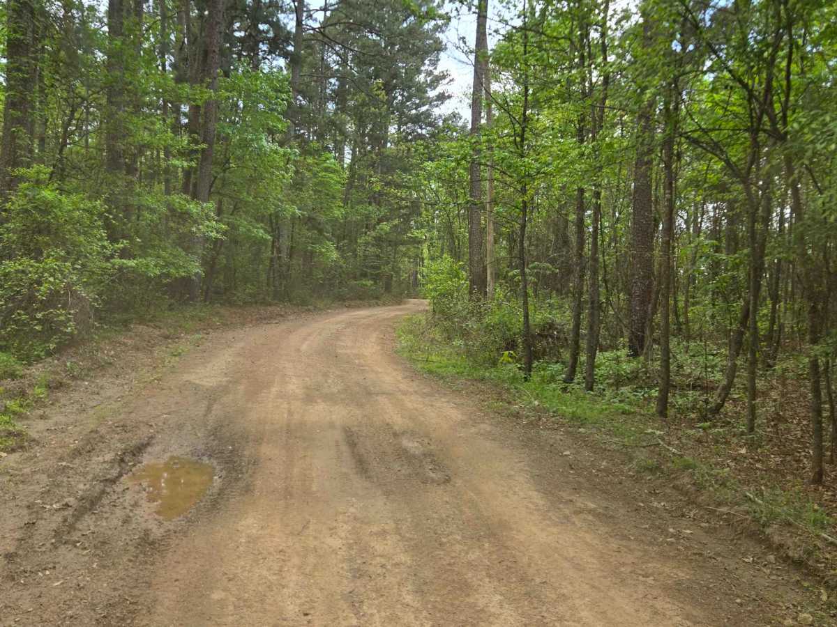 Fern Mountain photo 5