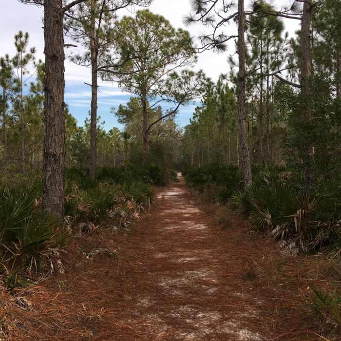 Flatwoods trail Near Full Preserve Loop