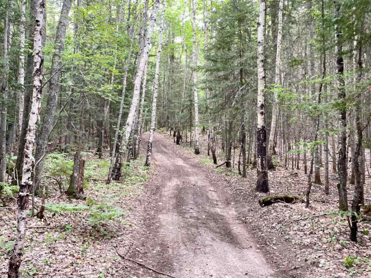 Blueberry Alley trail photo